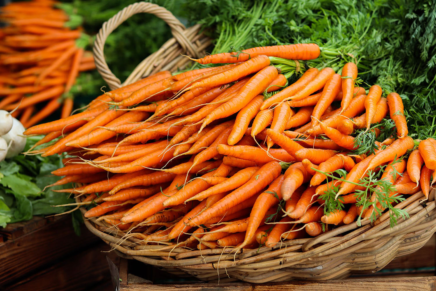 Crunchy carrots for sale